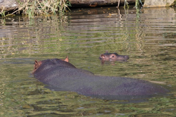 A baby hippopotamus (Hippopotamus amphibius) and its mother swimming in a river