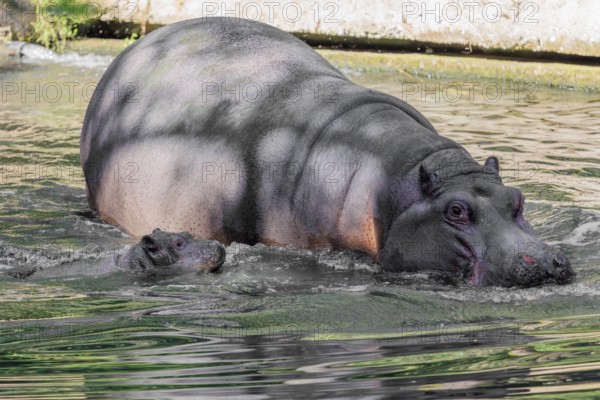 A baby hippopotamus (Hippopotamus amphibius) and its mother swimming in a river