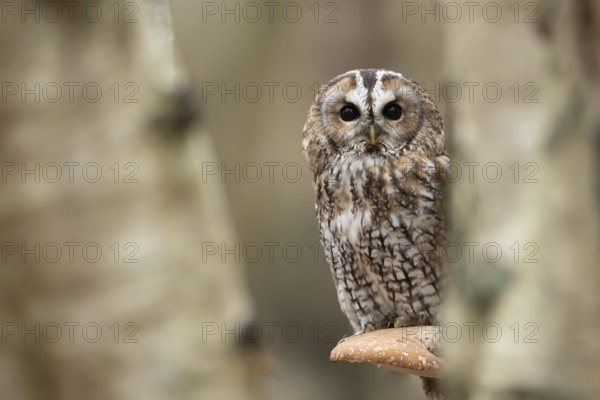 Tawny owl (Strix aluco) adult bird resting on a Bracket fungi on a Silver birch tree in a woodland