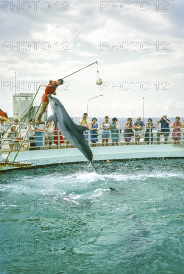 Dolphin show at the dolphinarium at the marina, Rimini, Adriatic coast, Emilia Romagna region,