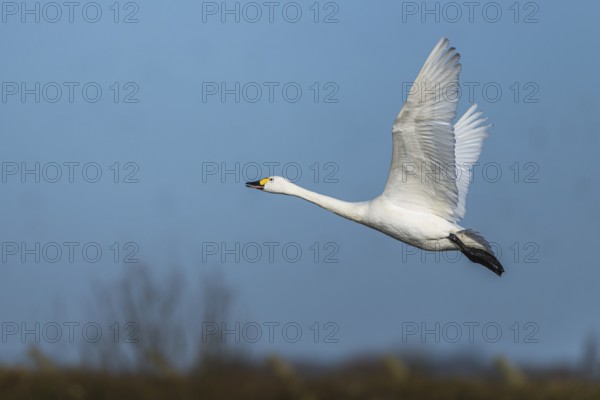 Tundra Swan, Bewick's Swan, Cygnus columbianus in flight at winter in Slimbridge, England, United