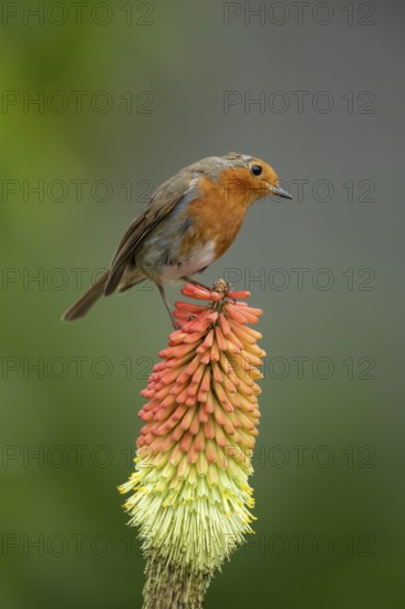European robin (Erithacus rubecula) adult bird on a garden Red hot poker plant flower in the