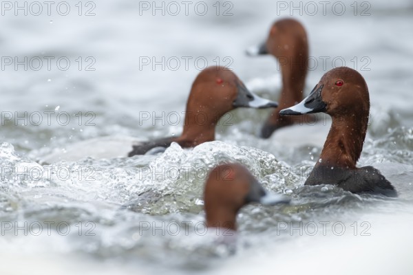 Common pochard duck (Aythya ferina) adult male birds on a lake, England, United Kingdom, Europe