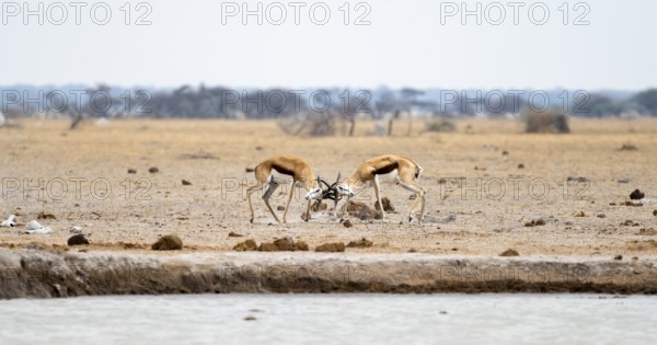 Springboks (Antidorcas marsupialis) two springboks fighting, Nxai Pan National Park, Botswana,
