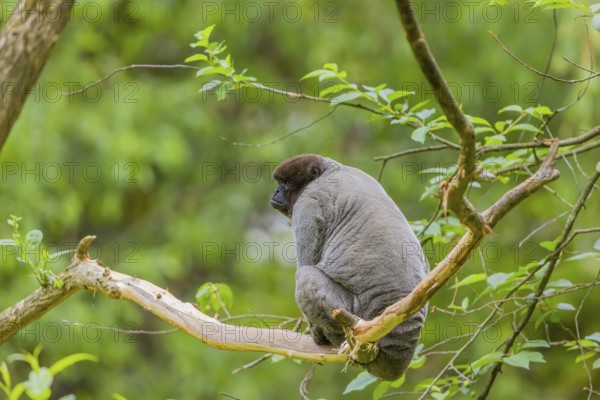 A common woolly monkey, brown woolly monkey, or Humboldt's woolly monkey (Lagothrix lagothricha)