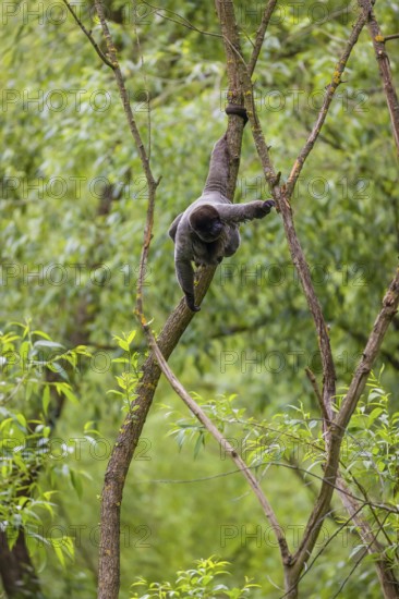A common woolly monkey, brown woolly monkey, or Humboldt's woolly monkey (Lagothrix lagothricha)
