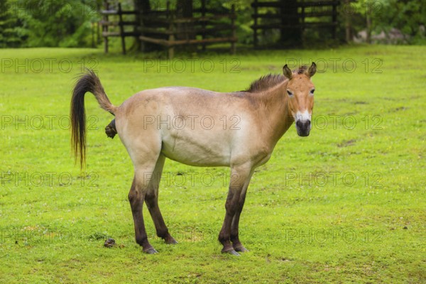 A Przewalski's horse (Equus ferus przewalskii or Equus przewalskii), stands on a paddock, shitting