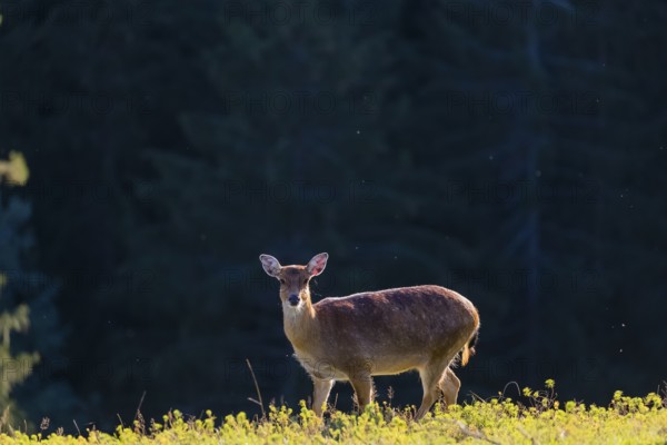 One female Manchurian sika deer or Dybowski's sika deer (Cervus nippon mantchuricus or Cervus