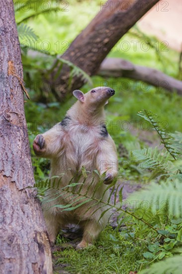 One southern tamandua (Tamandua tetradactyla), stands tall, in defensive position
