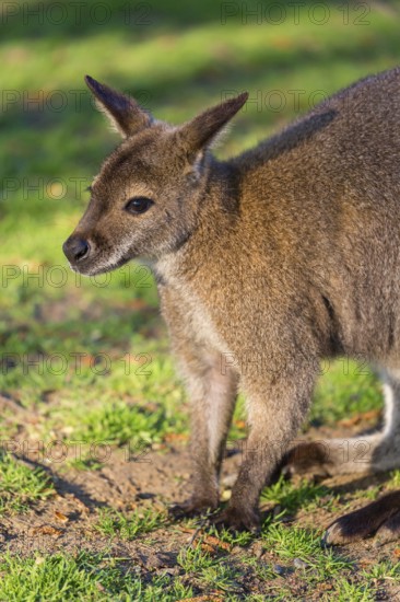 Red-necked wallaby or Bennett's wallaby (Macropus rufogriseus) with cub in her pouch, sits on a