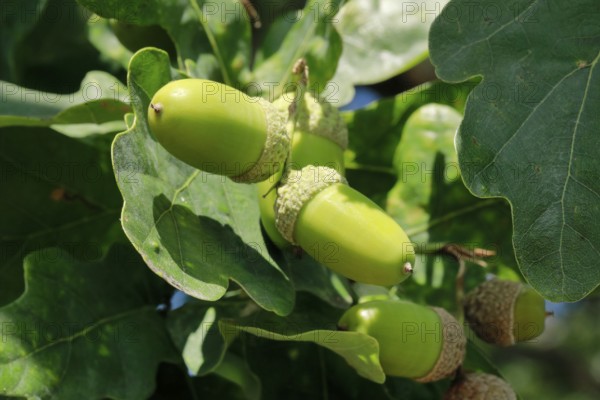 Close-up of green acorns and oak leaves in late summer, Lower Saxony, Germany, Europe