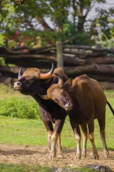 A male and a female Gaur (Bos gaurus gaurus) stand side by side on a green meadow