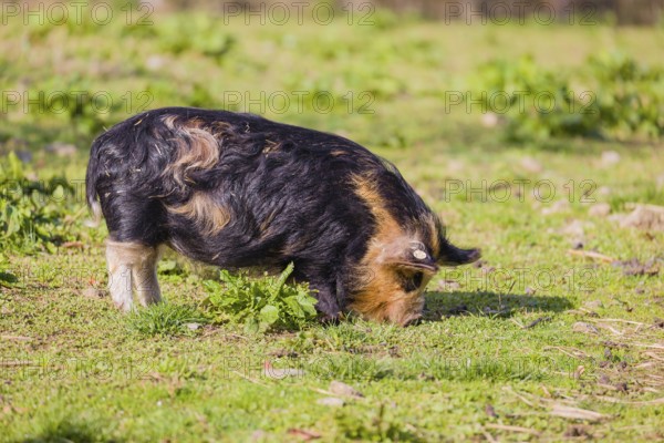 Kunekune pig, sus scrofa domesticus, a domestic breed from New Zealand