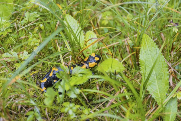 One fire salamander (Salamandra salamandra) walking over a meadow on a rainy day. IUCN conservation