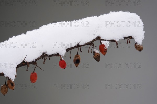 Barberry with snow, winter, Germany, Europe