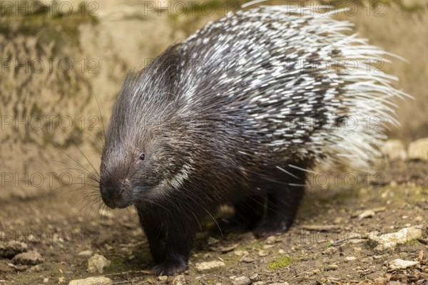 Old World porcupines (Hystrix cristata), Germany, Europe