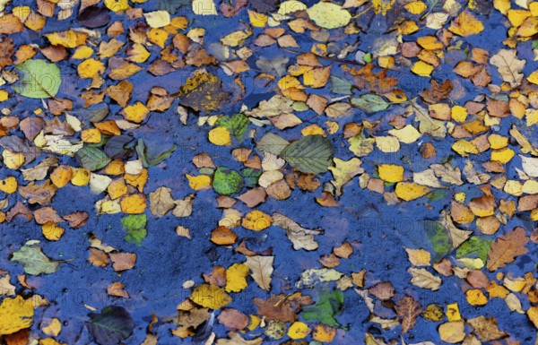 Colourful autumn leaves in the water of a fish pond, Gmünd, Waldviertel, Lower Austria, Austria,