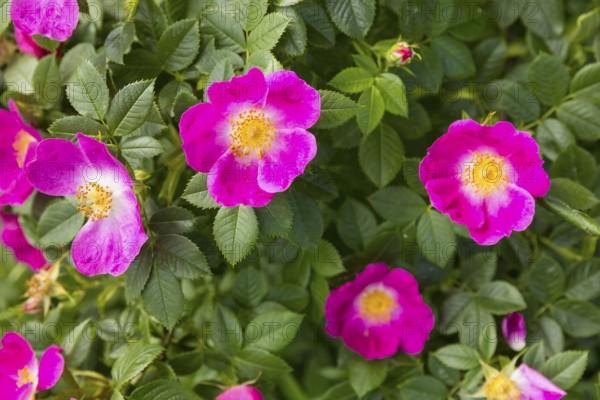 Dog rose (Rosa canina) in bloom