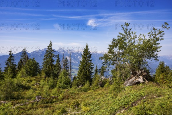 Mountain forest, hiking trail to the summit of the Taborberg with a view of the Tennengebirge,