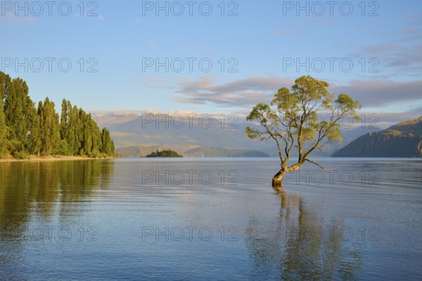 A tree standing in the lake with mountains in the background at sunrise, summer, Lake Wanaka,