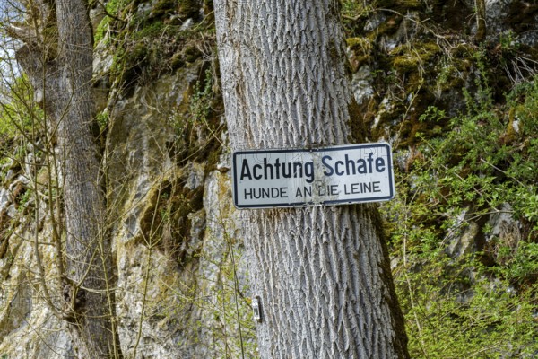 Sign, Attention sheep, dogs on a lead, on a tree, Großes Lautertal near Unterwilzingen, Swabian
