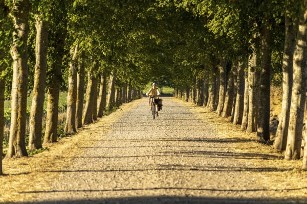 Bicycle on an avenue, Langeland Island, Denmark, Europe