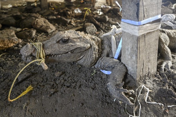 Bushmeat at a market, crocodile, poaching, Ouésso, Sangha department, Republic of the Congo