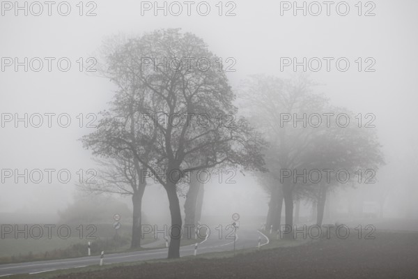 Dense fog on a country road overgrown with trees, Neugarten, Brandenburg, 06.11.2024., Neugarten,
