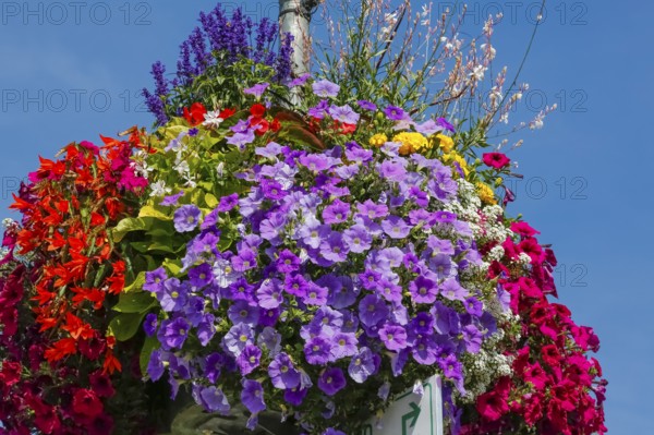 Historic old town, flower decoration, petunias (Petunia), university town, Tübingen,