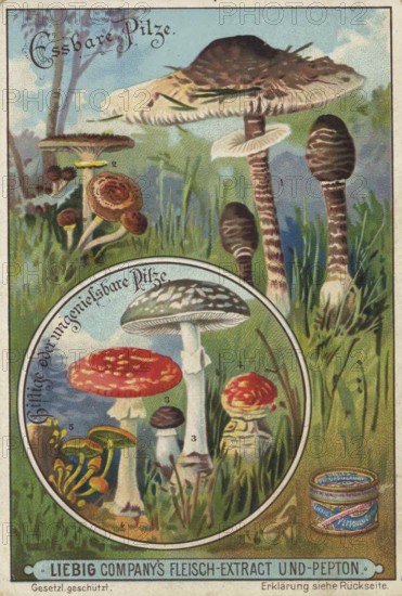 Picture series Comparison of edible mushrooms and poisonous mushrooms, Liebig picture, digitally