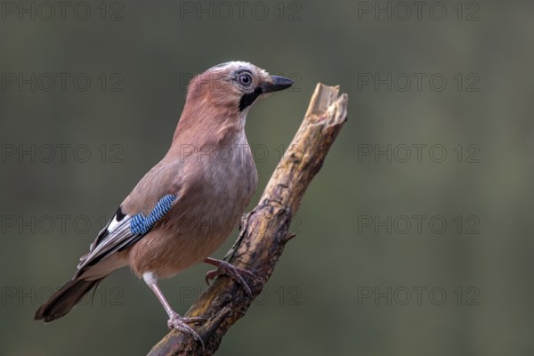 Eurasian jay (Garrulus glandarius), sitting on a branch, Terfens, Tyrol, Austria, Europe