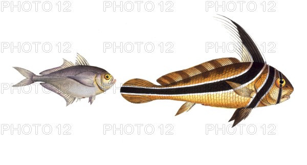 Fish, fish, left: Group of perch relatives, Scomber Kleinii, the small mackerel, Klein's Mackrel.