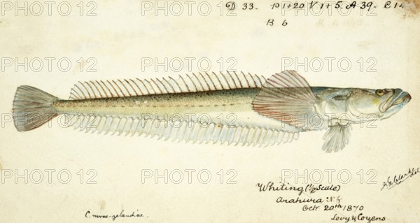 Crapatulus novaezealandiae, Sand stargazer, fish, reproduction of an original, by Frank Edward