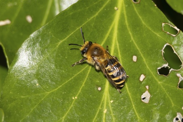 Ivy bee (Colletes hederae) adult insect on an ivy plant leaf in the summer, England, United