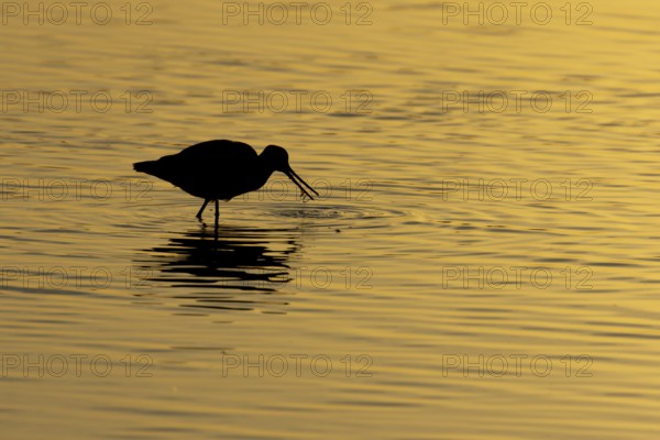 Black tailed godwit (Limosa limosa) silhouette of an adult bird feeding in a shallow lagoon at