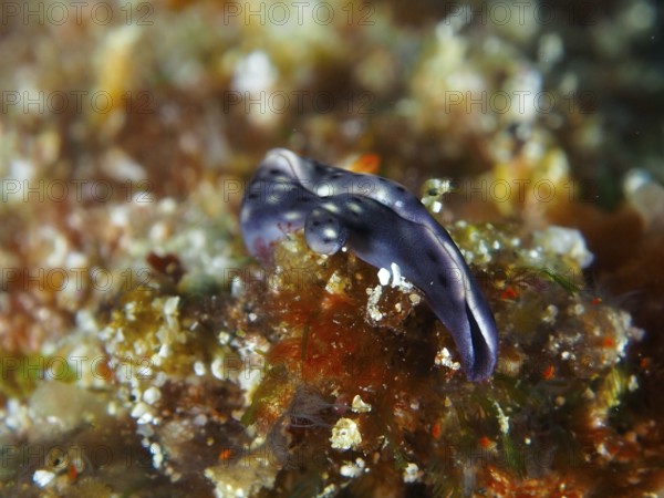 Iridescent bluish nudibranch, spotted thuridilla, sapsucker (Thuridilla vataae), on lively coral