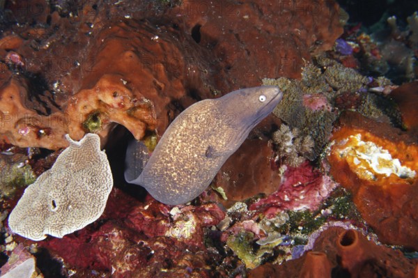 A moray eel, white-eyed moray eel (Gymnothorax thyrsoideus) winds its way through a lively