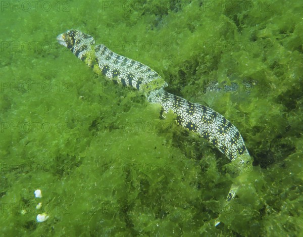 A moray eel, star-spotted moray eel (Echidna nebulosa), wriggling through dense green algae, dive