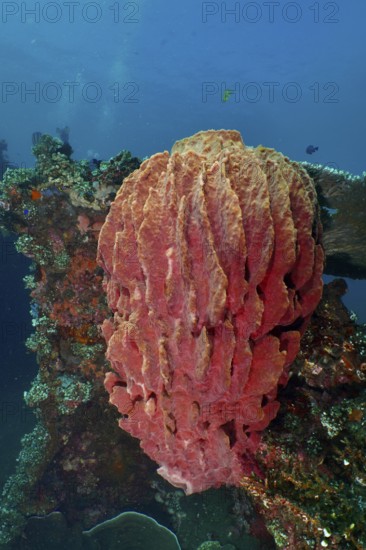 Barrel sponge, barrel sponge (Xestospongia testudinaria) underwater on a shipwreck in the ocean,