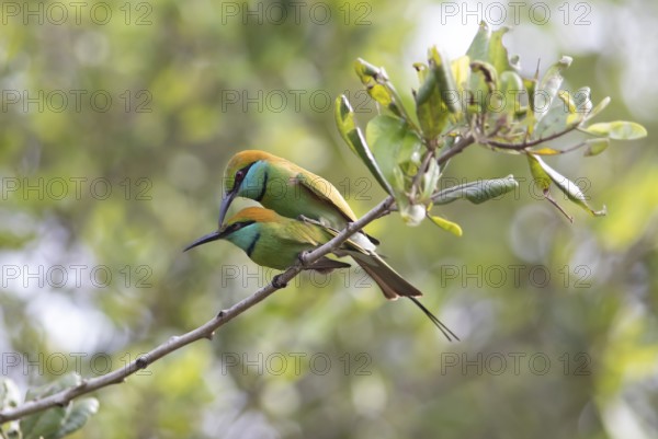 Two Bronze-crowned Emerald Bee-eaters (Merops orientalis) mating in Yala Natioal Park, Southern