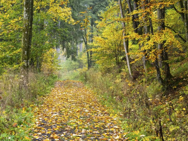 Woodland path, covered in autumn leaves, beside the Schwartzbach stream, in the Rhön UNESCO