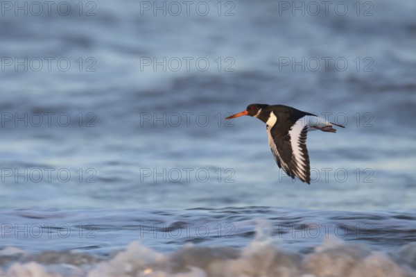 Eurasian oystercatcher (Haematopus ostralegus) adult bird flying over the sea, England, United