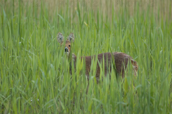 Chinese water deer (Hydropotes inermis) adult animal amongst reeds of a reedbed, England, United
