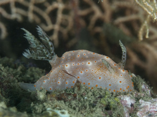 A nudibranch with orange dots, Batangas Halgerda, on the seabed with characteristic patterns, dive