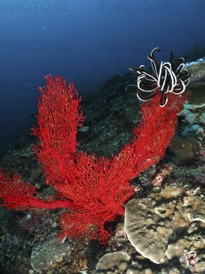 Bright red corals, Red knot fan (Melithaea ochracea), and Red feather star in a diverse underwater
