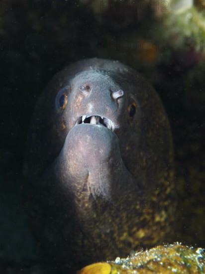 Close-up of a sooty moray eel (Gymnothorax flavimarginatus) peeking out of the shadow of a cave,