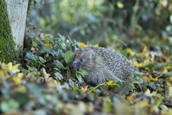 European hedgehog (Erinaceus europaeus) adult animal in a woodland, England, United Kingdom, Europe