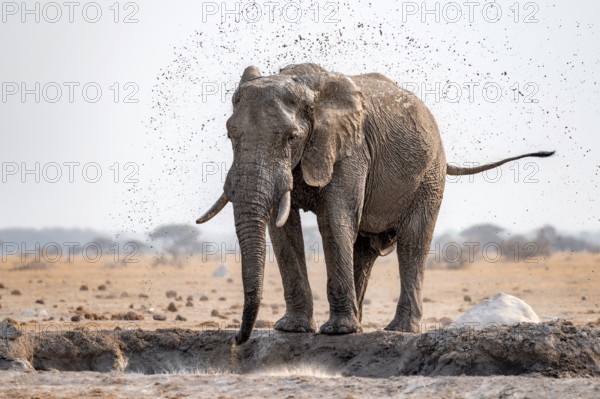 African elephant (Loxodonta africana), bathing at a waterhole, spraying water from its trunk, Nxai