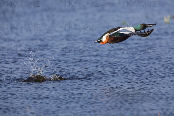 Northern Shoveler (Anas clypeata), male duck taking off in flight from lake, in display flight,
