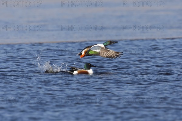 Northern Shoveler (Anas clypeata), male duck taking off in flight from lake, in display flight,